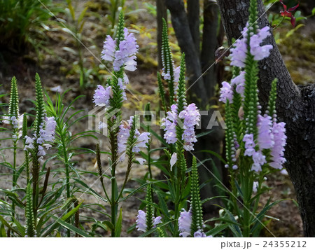 愛らしく可憐に咲く、ハナトラノオ－２ 24355212