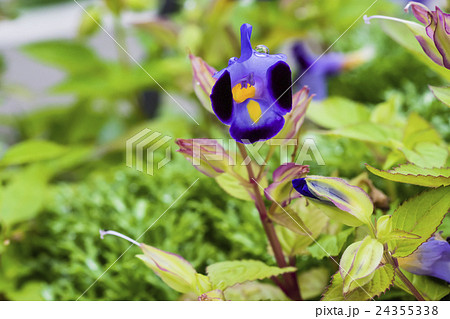 夏の花 雨のトレニア マクロ撮影 夏の花 雨のトレニア マクロ撮影 24355338