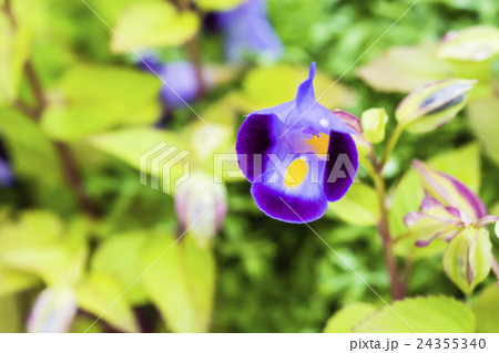 夏の花　雨のトレニア　マクロ撮影 24355340