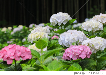 あじさい寺　久留米・千光寺の紫陽花 24356105