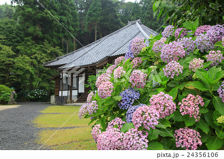 あじさい寺 久留米・千光寺の紫陽花 あじさい寺 久留米・千光寺の紫陽花 24356106