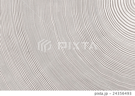 Tree rings 24356493
