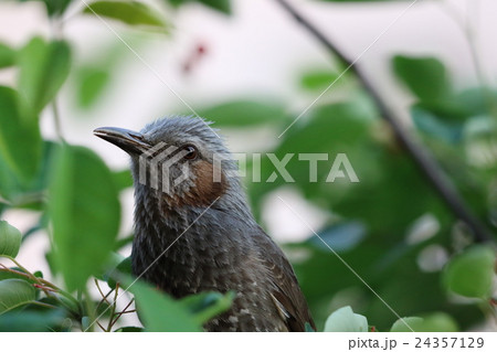 ヒヨドリ 24357129