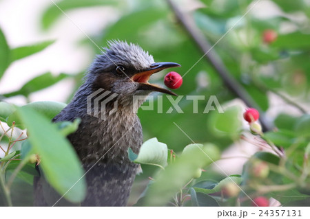 木の実とヒヨドリ 24357131