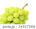マスカット 24357268