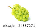 マスカット 24357271
