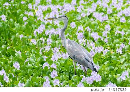 アオサギ 24357325