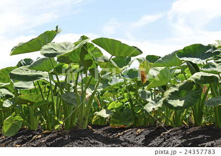 サトイモ畑 24357783