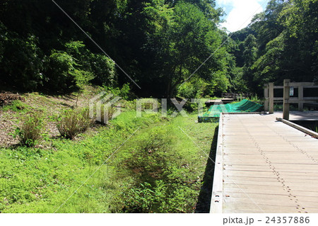 清水渓流公園の川辺 24357886