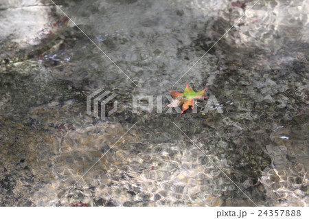 清流ともみじ 24357888