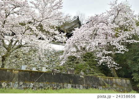 聖林寺　桜　奈良　桜井 24358656