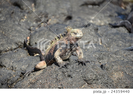 ガラパゴスウミイグアナの写真素材