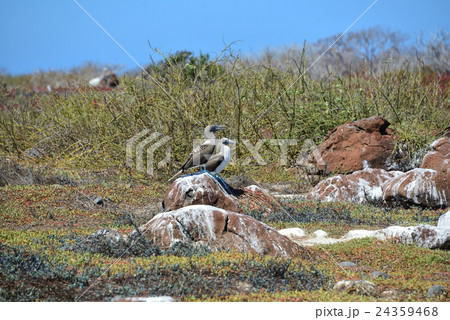 ガラパゴス　アオアシカツオドリ 24359468