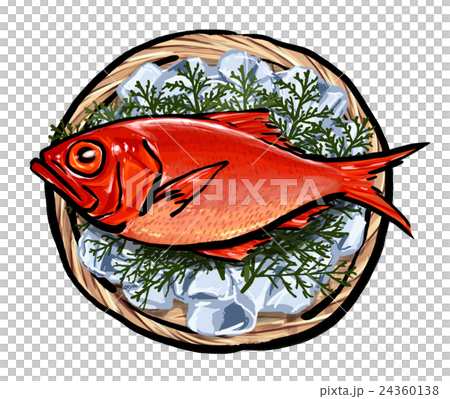 金目鯛 キンメダイ イラスト 金目鯛 キンメダイ イラスト 24360138