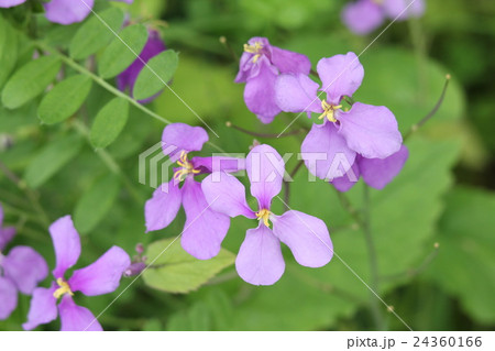 オオアラセイトウ 24360166