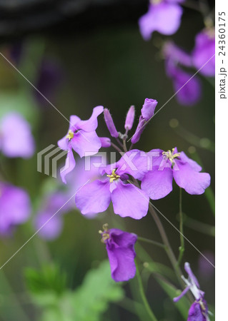 オオアラセイトウ オオアラセイトウ 24360175