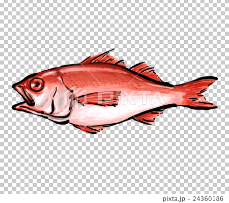 Nodogro noctuid插圖 Nodogro noctuid插圖 24360186