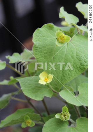 サルマ・ヘンリー 24360236