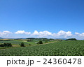 美瑛の丘 24360478