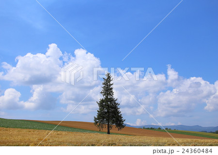 クリスマスツリーの木 24360484
