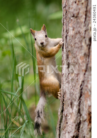 squirrel 24360491
