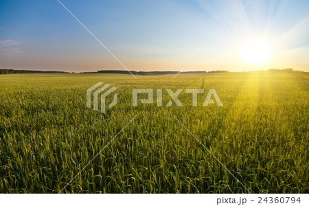wheat 24360794
