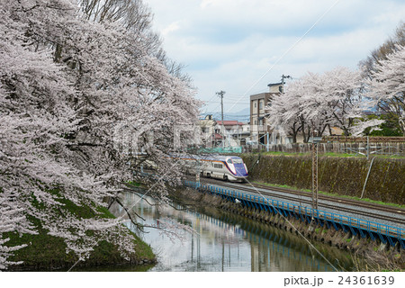 Train and Cherry-blossoms along Kajo castle moat. Train and Cherry-blossoms along Kajo castle moat. 24361639