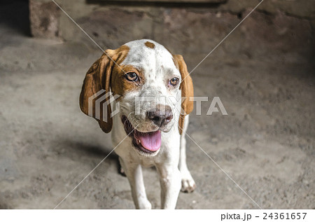 Four-month puppy pointer with auburn ears Four-month puppy pointer with auburn ears 24361657