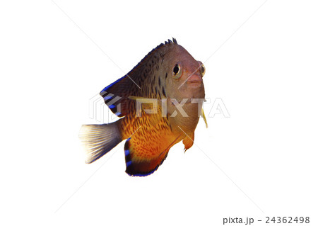 アカハラヤッコ アカハラヤッコ 24362498