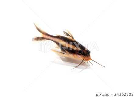 トーキングキャット トーキングキャット 24362505