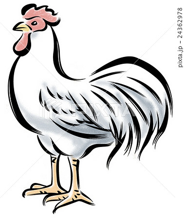 ニワトリ_筆タッチ_背景なし ニワトリ_筆タッチ_背景なし 24362978
