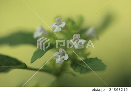 自然 植物 イヌトウバナ、春~夏に咲くのはトウバナ。夏~秋はイヌトウバナ。同じような所に咲きます 自然 植物 イヌトウバナ、春~夏に咲くのはトウバナ。夏~秋はイヌトウバナ。同じような所に咲きます 24363216