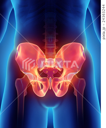 Hip Skeleton on blue background. 24363244