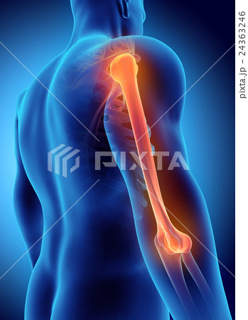 3D illustration of Humerus, medical concept. 24363246