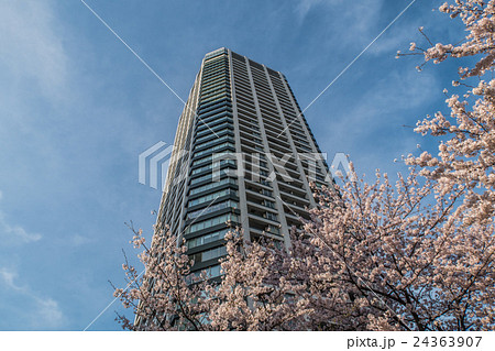 桜とNBFプラチナタワー 桜とNBFプラチナタワー 24363907