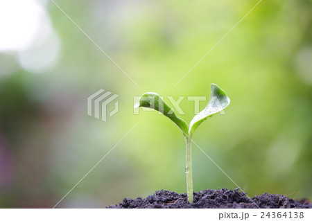 Growing plants 24364138