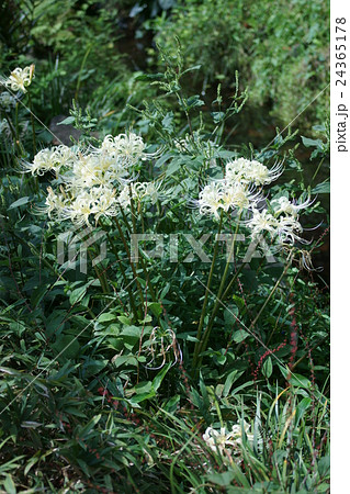 白い彼岸花アルビフロラ　白花曼珠沙華 24365178