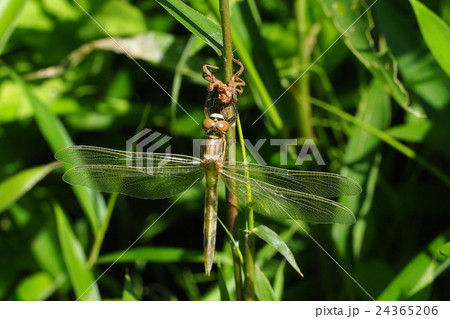 シオカラトンボ（オス・羽化後１時間超） 24365206