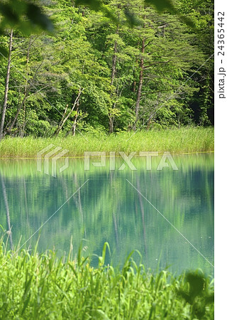 裏磐梯 五色沼の瑠璃沼の写真素材