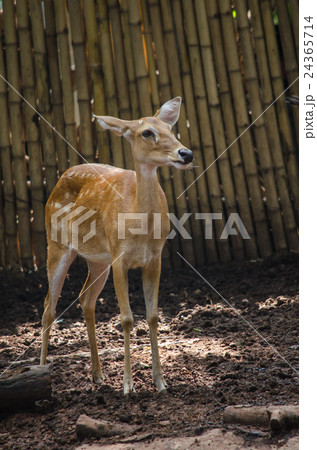 eld's deer 24365714