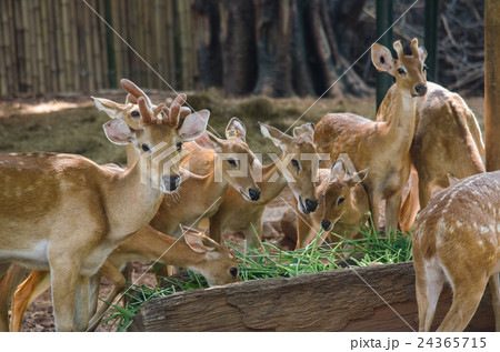 eld's deer 24365715