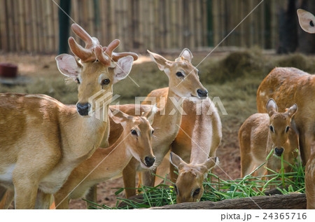 eld's deer 24365716