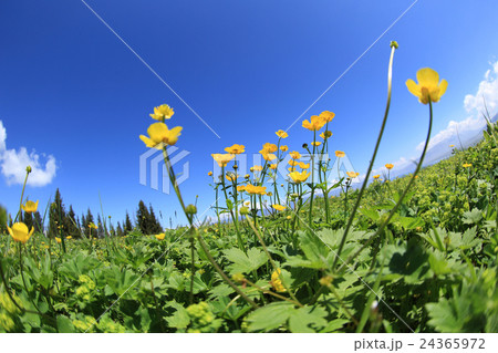 globeflowers and green grass under blue sky globeflowers and green grass under blue sky 24365972