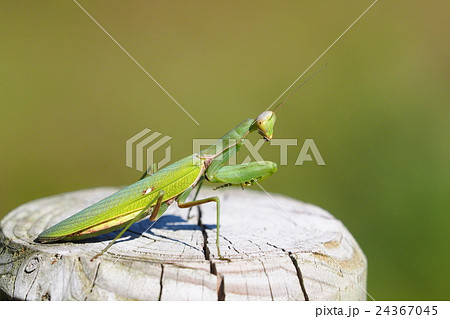 カマキリ 24367045