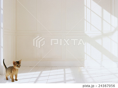 アビシニアン 24367056