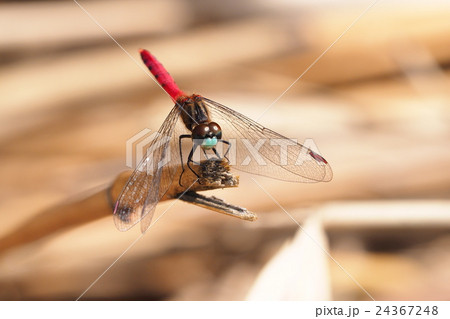 マイコアカネ（オス） 24367248