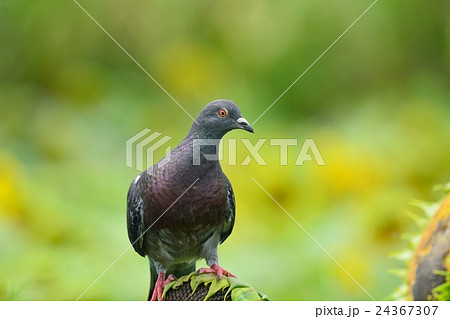 ヒマワリ畑のハト ヒマワリ畑のハト 24367307