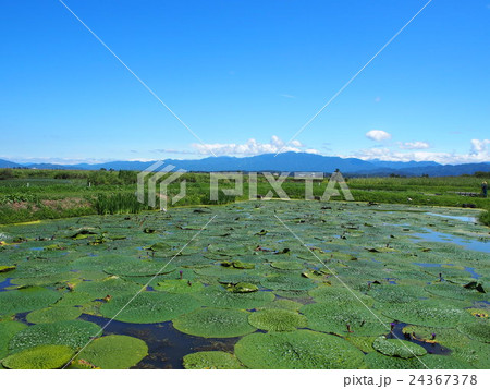 オニバス 24367378