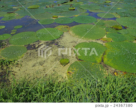 オニバス ~ハート~ オニバス ~ハート~ 24367380