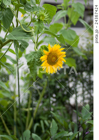 ヒマワリ 24367424
